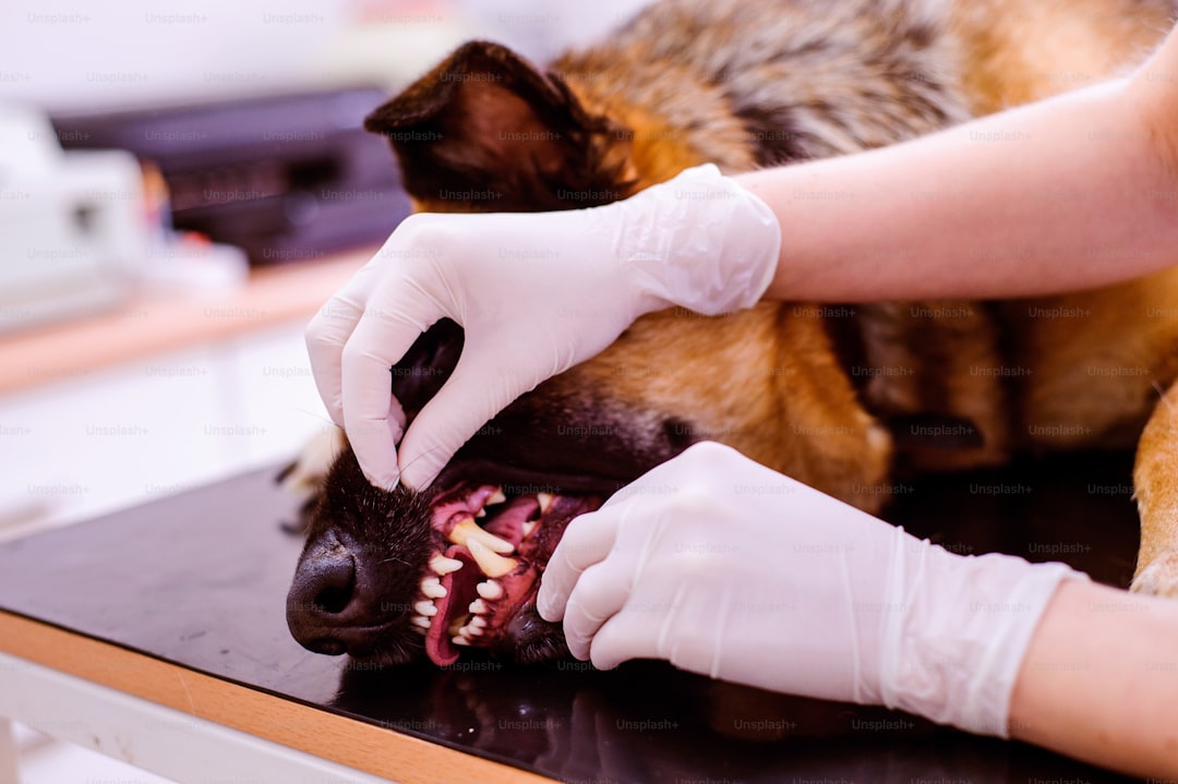 Pet Dental Care